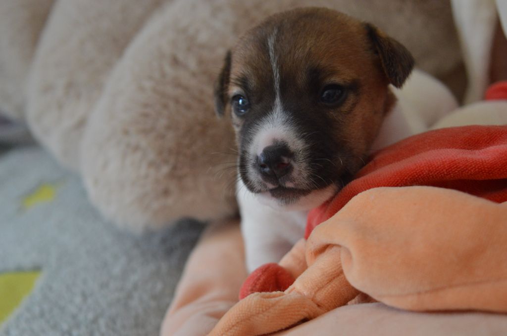 Du Mont Des Sapins Blancs - Chiots disponibles - Jack Russell Terrier