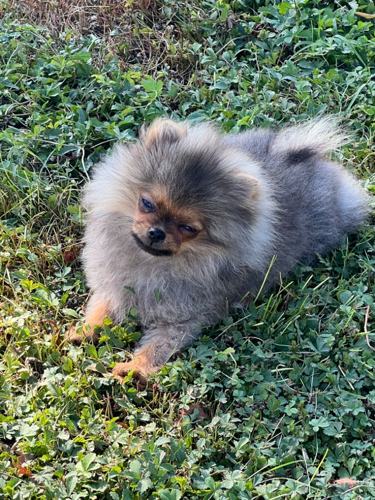Du Mont Des Sapins Blancs - Chiots disponibles - Spitz allemand