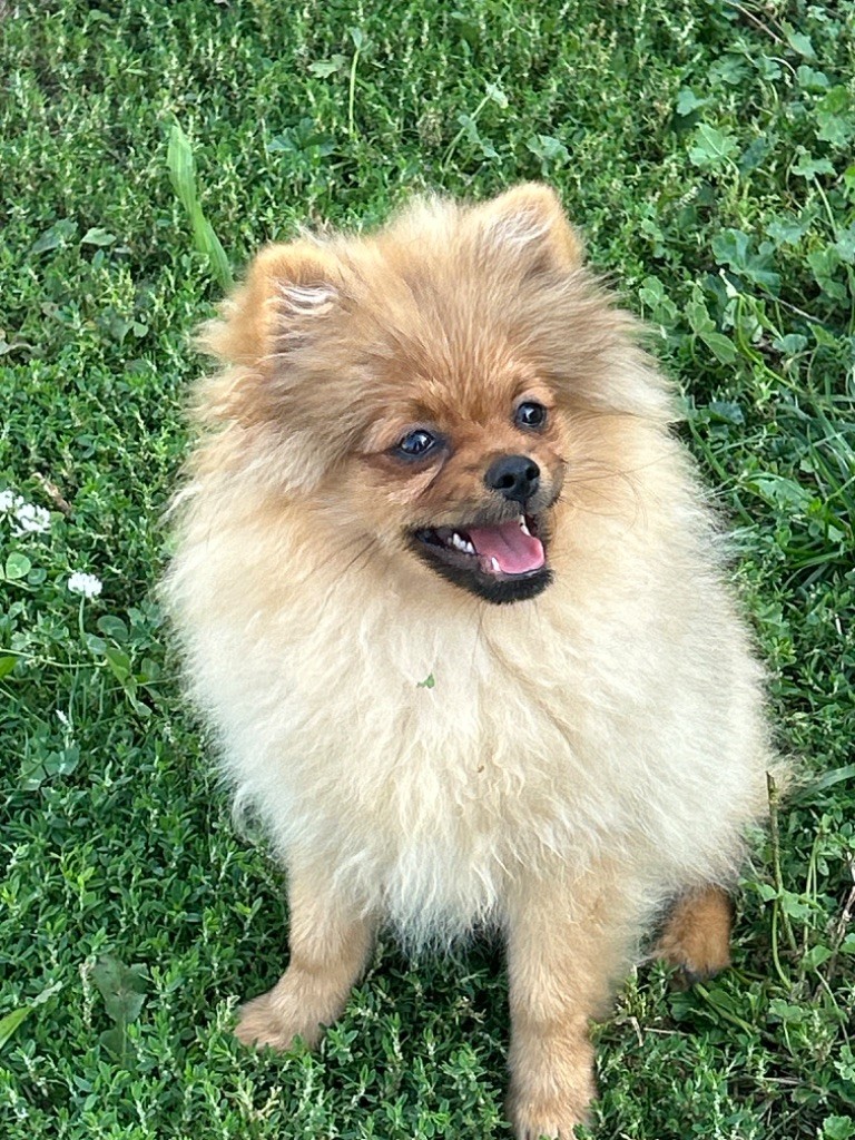 Du Mont Des Sapins Blancs - Chiots disponibles - Spitz allemand