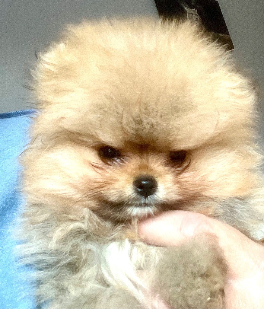 Du Mont Des Sapins Blancs - Chiots disponibles - Spitz allemand