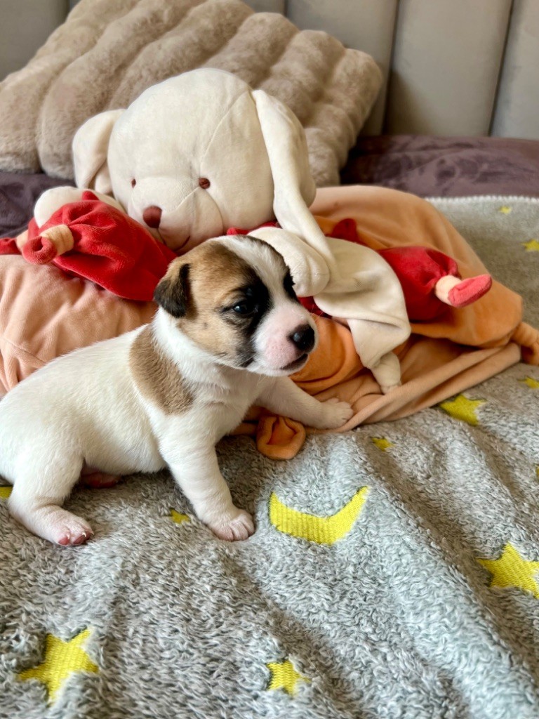 Du Mont Des Sapins Blancs - Chiots disponibles - Jack Russell Terrier