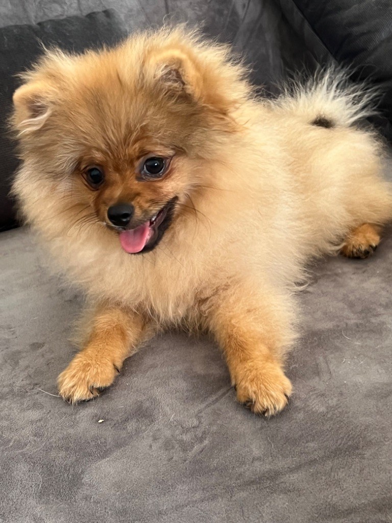 Du Mont Des Sapins Blancs - Chiots disponibles - Spitz allemand