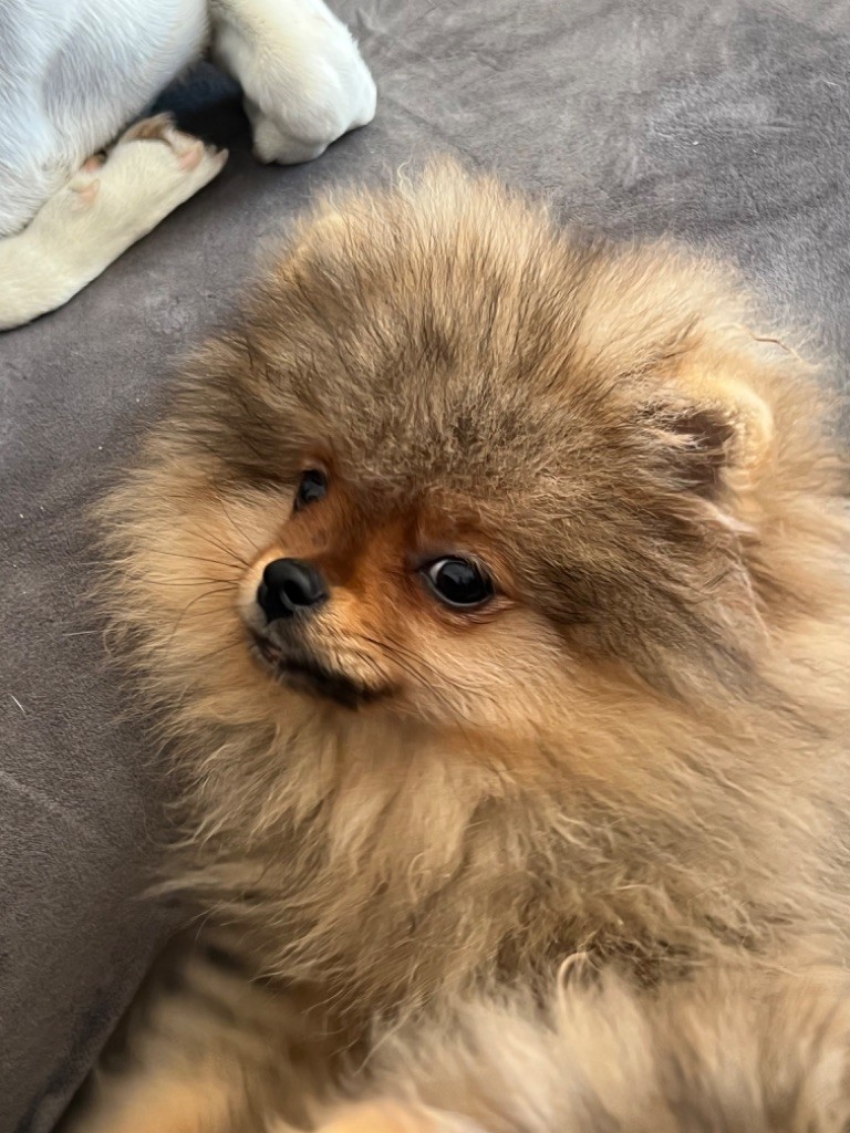 Du Mont Des Sapins Blancs - Chiots disponibles - Spitz allemand