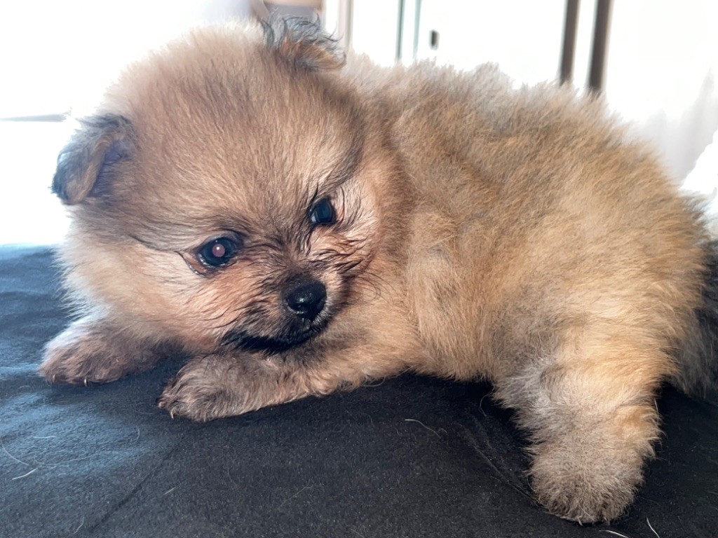 Du Mont Des Sapins Blancs - Chiots disponibles - Spitz allemand