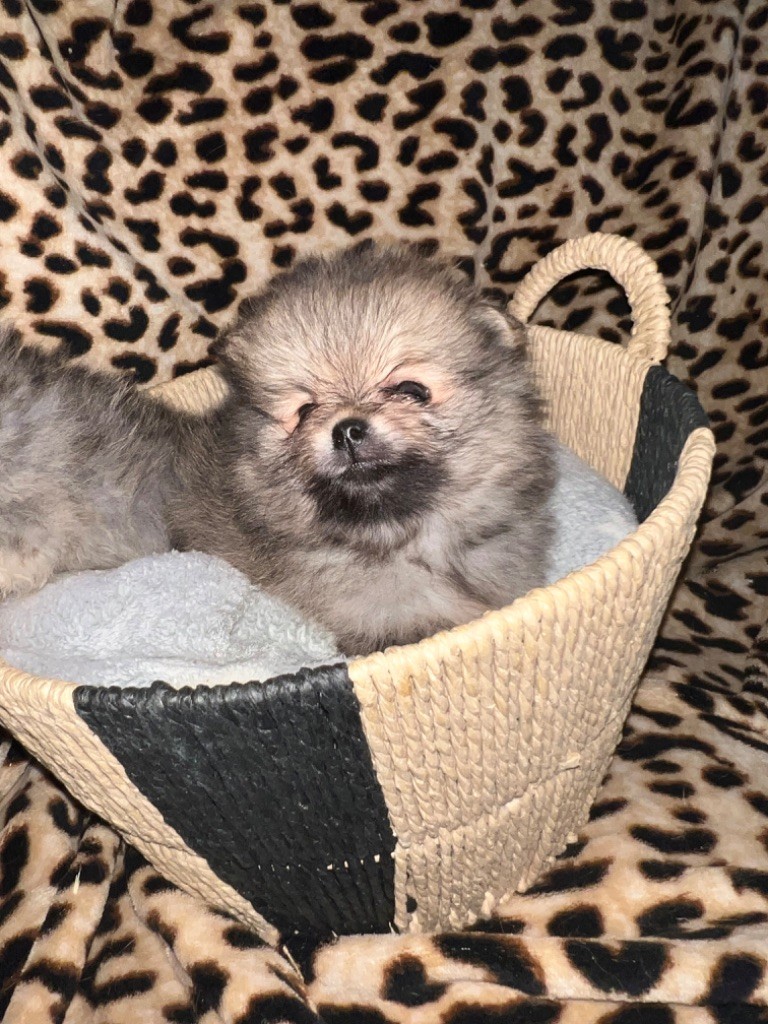 Du Mont Des Sapins Blancs - Chiots disponibles - Spitz allemand