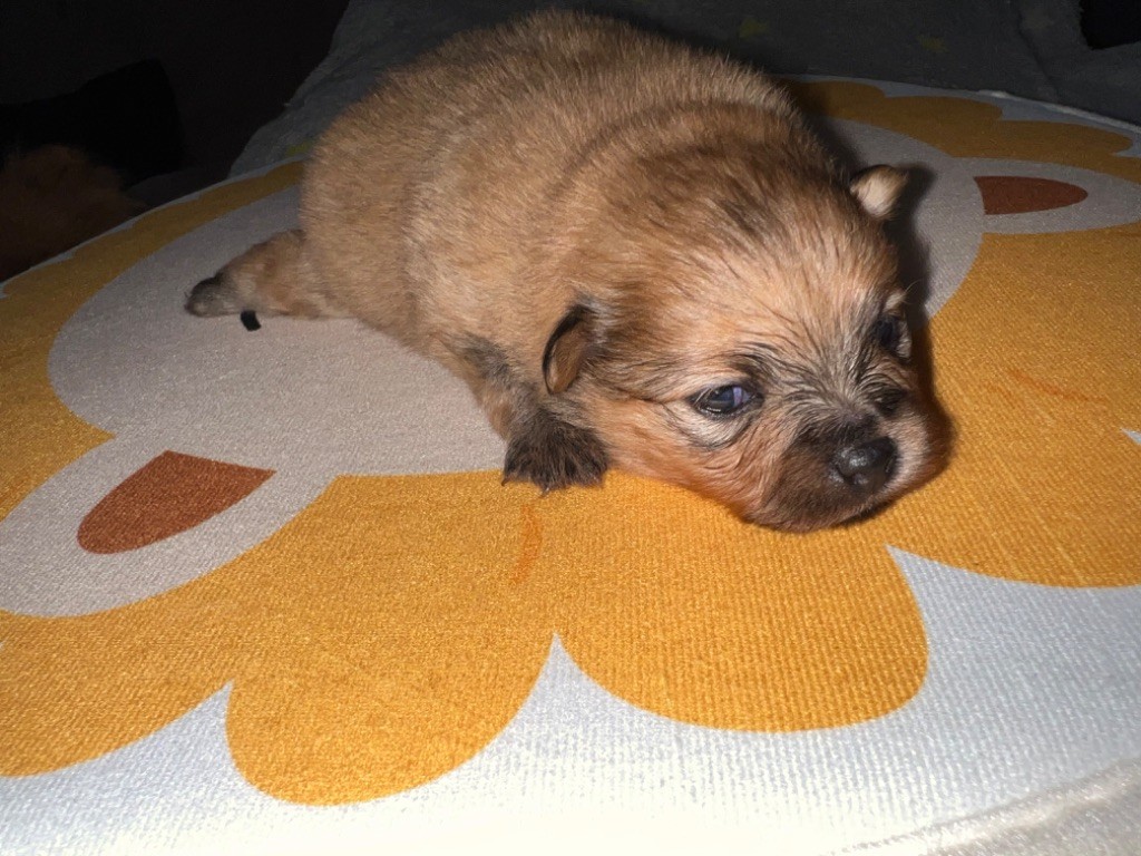 Du Mont Des Sapins Blancs - Chiots disponibles - Spitz allemand
