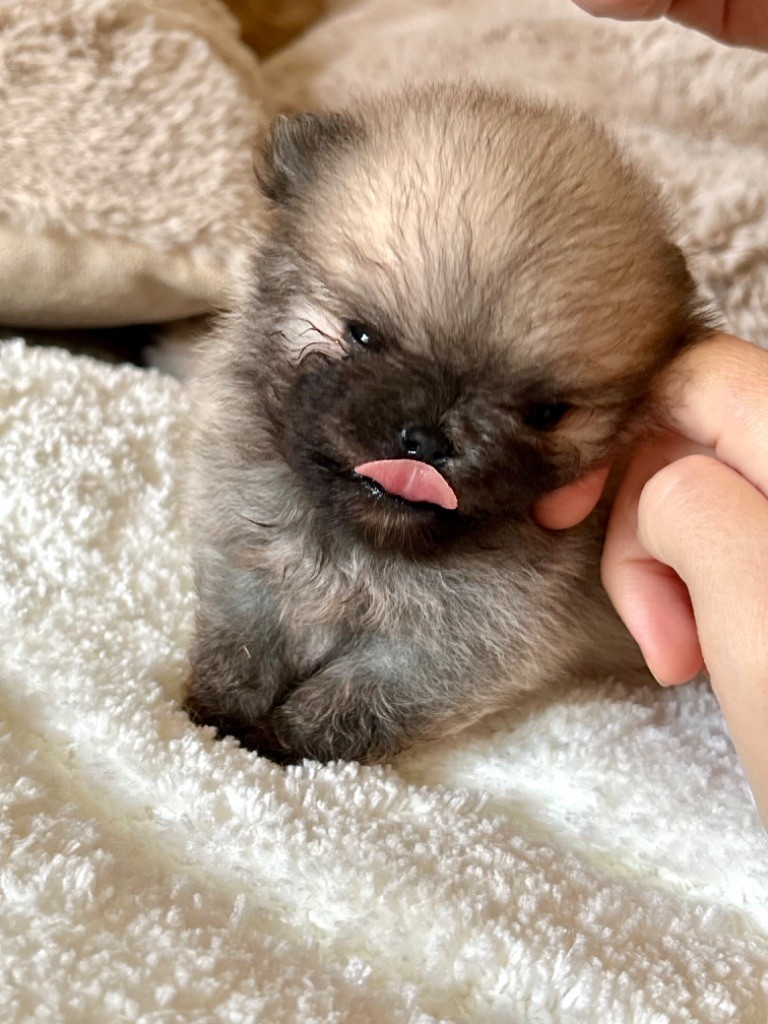 Du Mont Des Sapins Blancs - Chiots disponibles - Spitz allemand