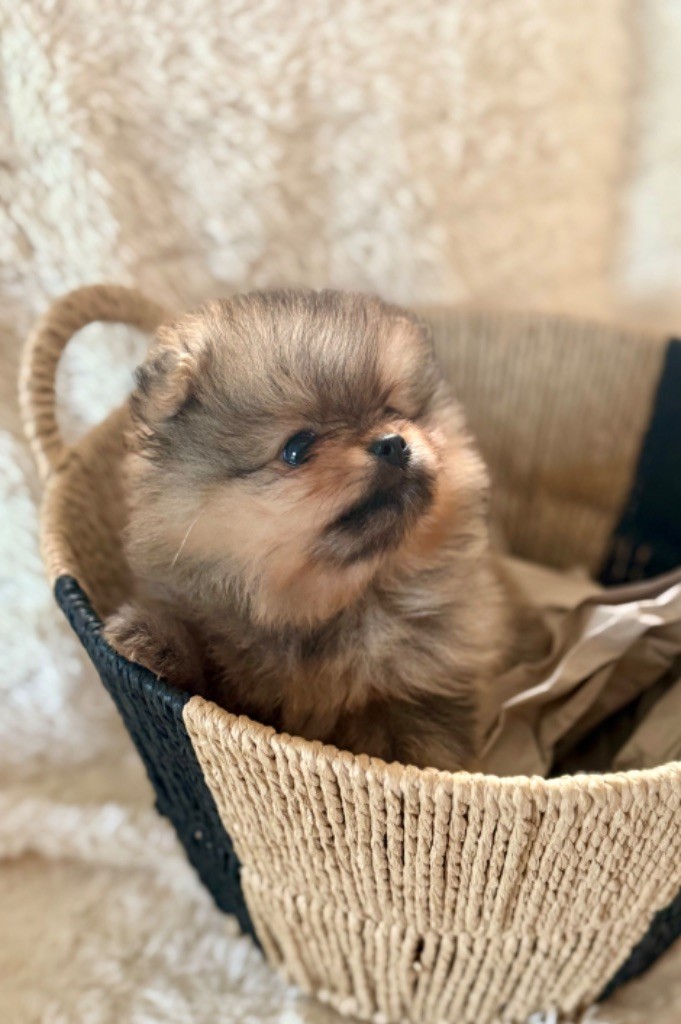 Du Mont Des Sapins Blancs - Chiots disponibles - Spitz allemand