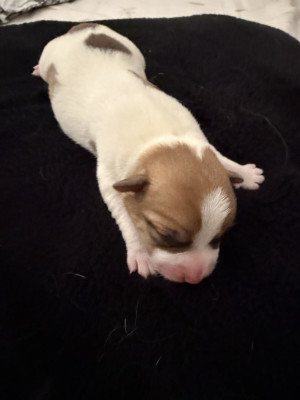 Chiot N°1