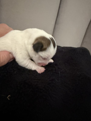Chiot N°4