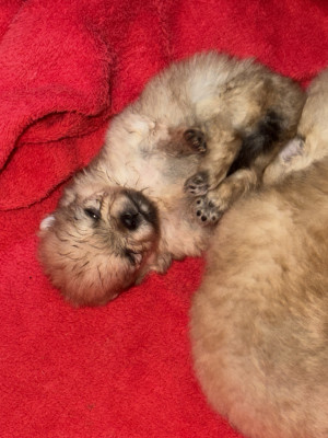 Chiot N°5
