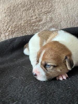 Arya