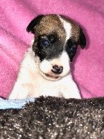 CHIOT Rose