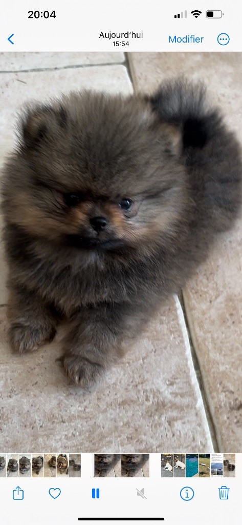 Du Mont Des Sapins Blancs - Chiots disponibles - Spitz allemand