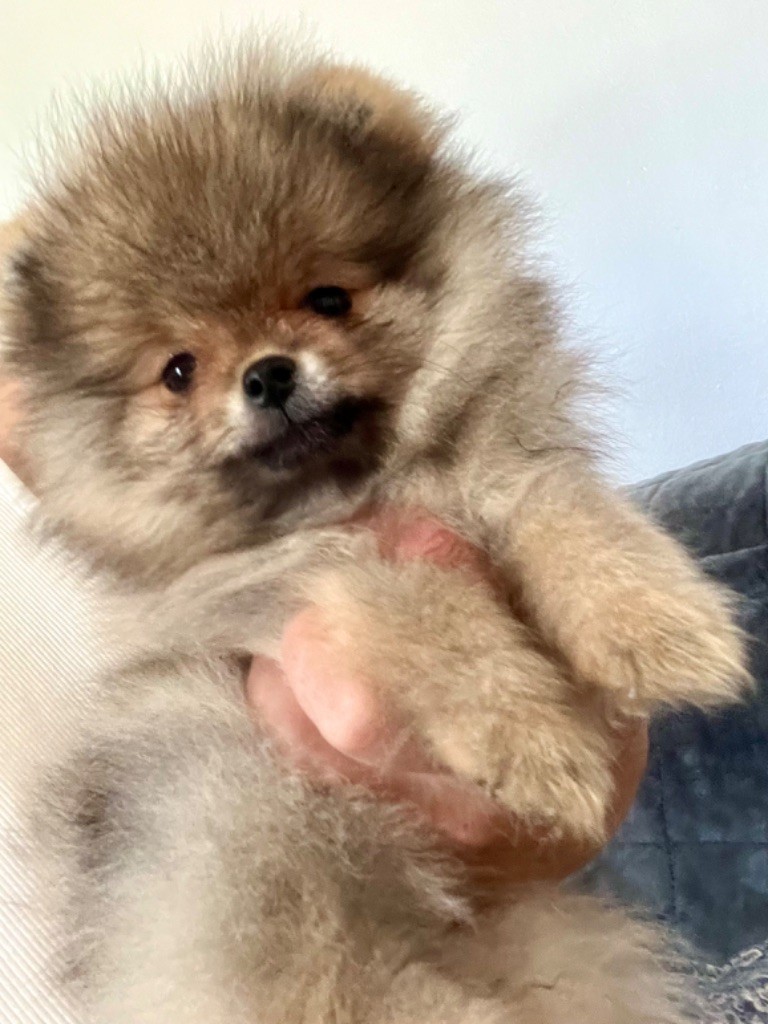 Du Mont Des Sapins Blancs - Chiots disponibles - Spitz allemand