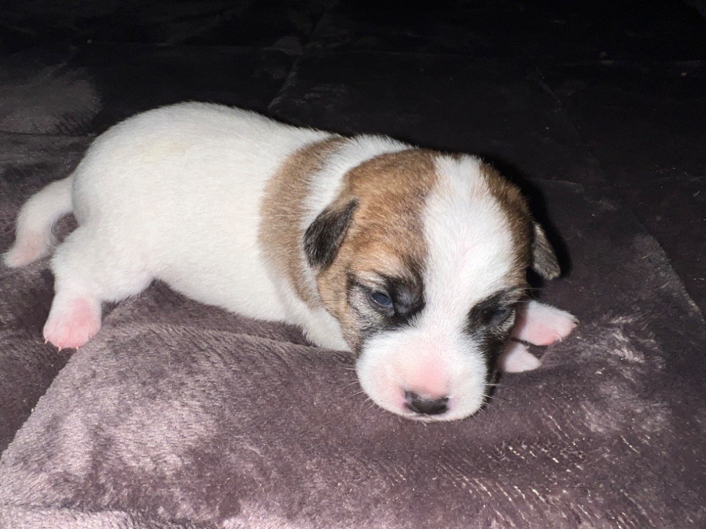 Du Mont Des Sapins Blancs - Chiots disponibles - Jack Russell Terrier