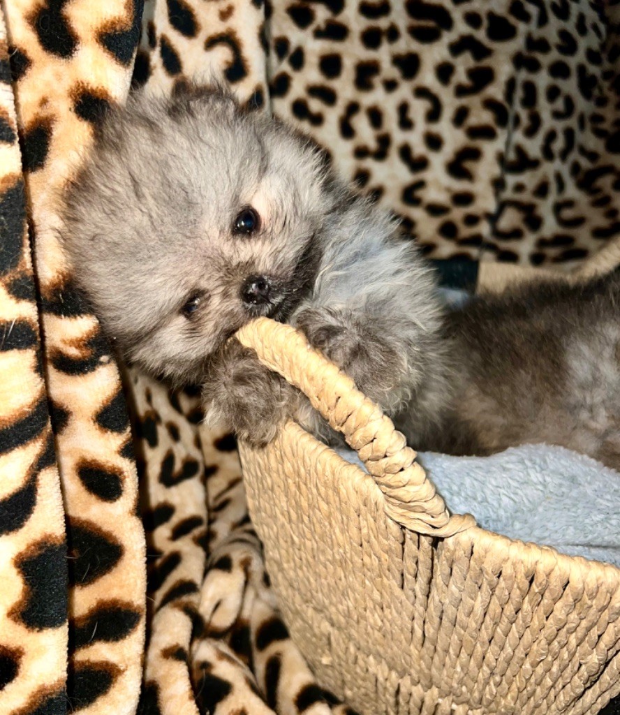 Du Mont Des Sapins Blancs - Chiots disponibles - Spitz allemand