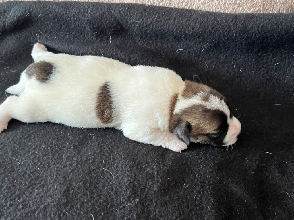 Du Mont Des Sapins Blancs - Chiots disponibles - Jack Russell Terrier