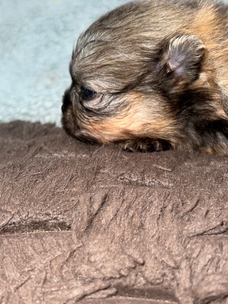 Du Mont Des Sapins Blancs - Chiots disponibles - Spitz allemand