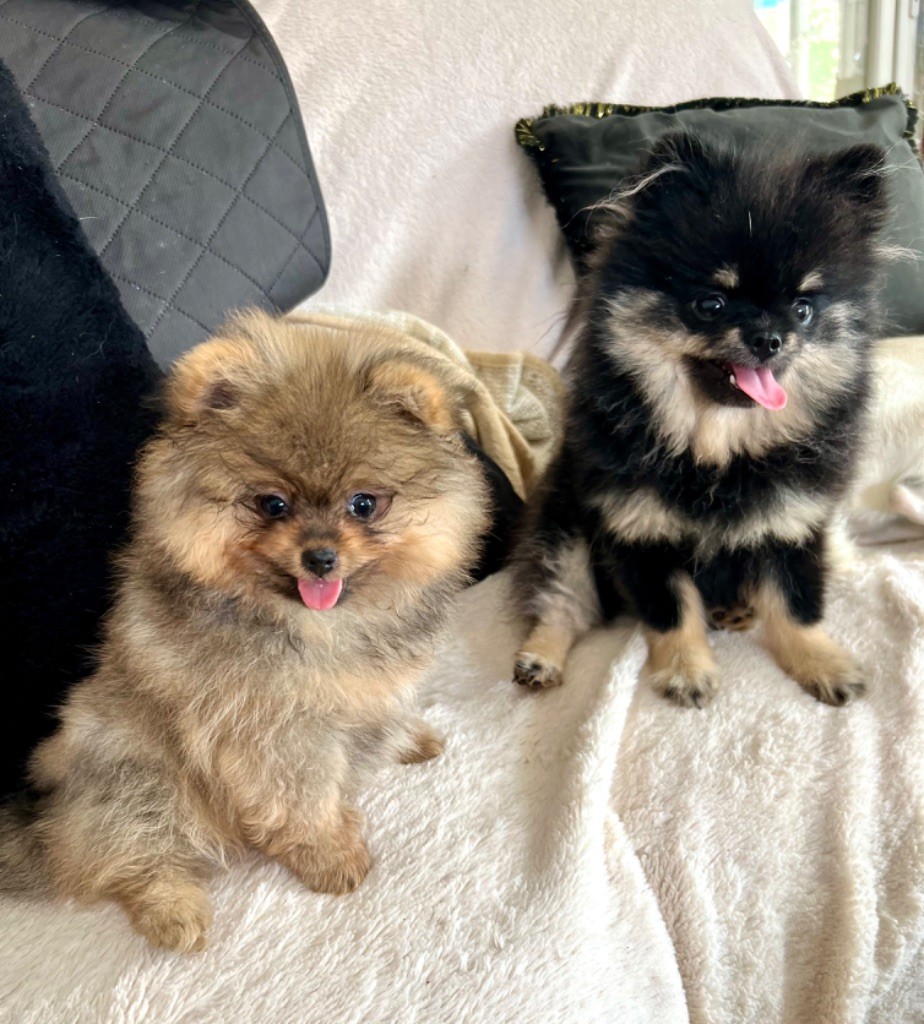 Du Mont Des Sapins Blancs - Chiots disponibles - Spitz allemand