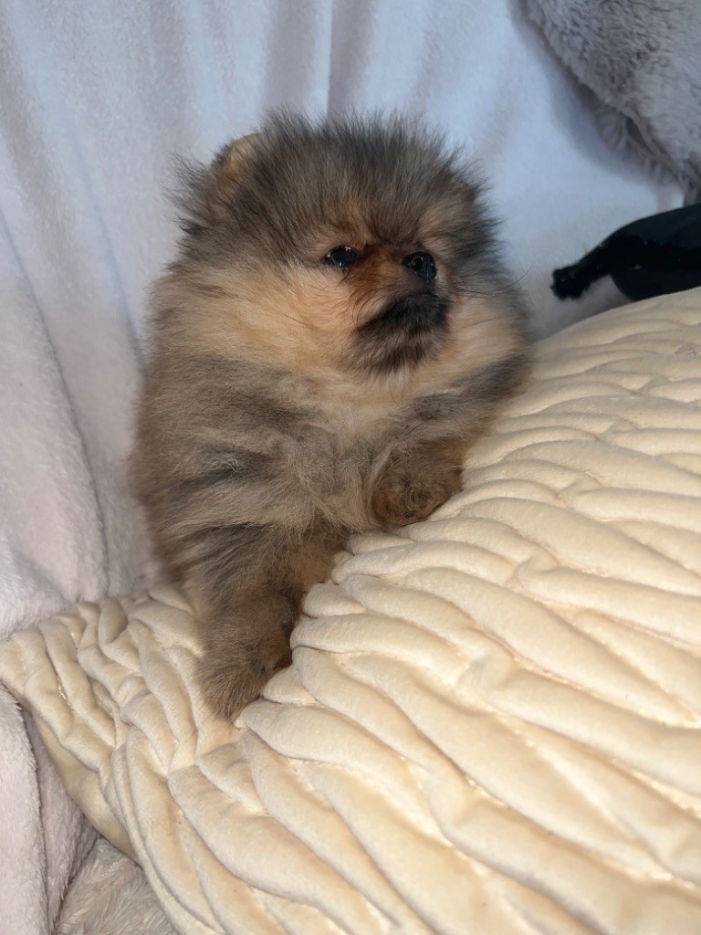 Du Mont Des Sapins Blancs - Chiots disponibles - Spitz allemand