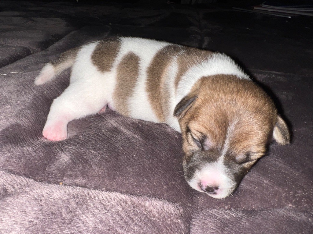 Du Mont Des Sapins Blancs - Chiots disponibles - Jack Russell Terrier